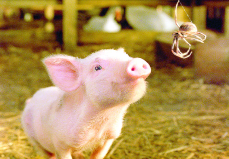Charlotte's Web